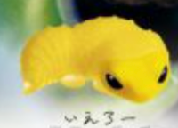 6月扭蛋 可愛豹紋守宮