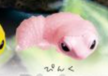 6月扭蛋 可愛豹紋守宮