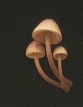 6月扭蛋 發光蘑菇磁鐵