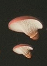 6月扭蛋 發光蘑菇磁鐵