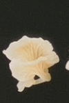 6月扭蛋 發光蘑菇磁鐵