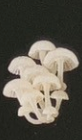 6月扭蛋 發光蘑菇磁鐵
