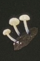 6月扭蛋 發光蘑菇磁鐵