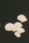 6月扭蛋 發光蘑菇磁鐵