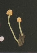 6月扭蛋 發光蘑菇磁鐵