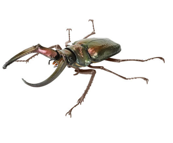 6月扭蛋 生物百科全書:鍬形蟲 10