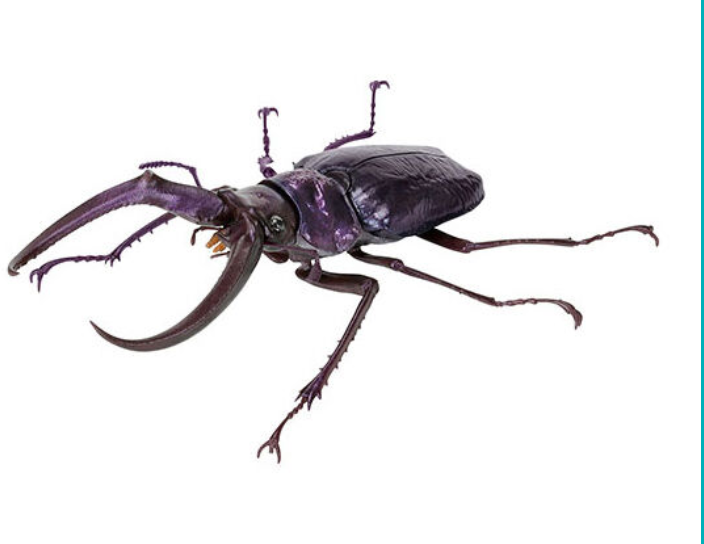 6月扭蛋 生物百科全書:鍬形蟲 10