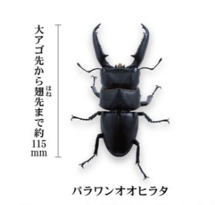 6月扭蛋 巨型牡蠣鍬蟲