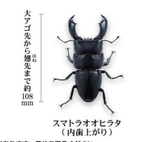 6月扭蛋 巨型牡蠣鍬蟲