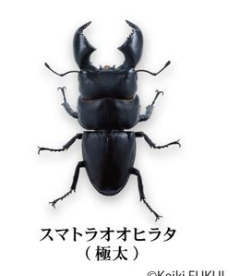 6月扭蛋 巨型牡蠣鍬蟲