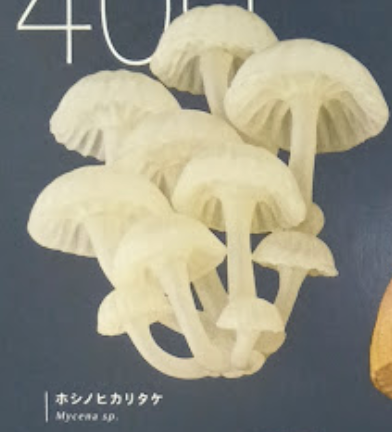 7月扭蛋 發光蘑菇磁鐵