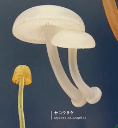 7月扭蛋 發光蘑菇磁鐵