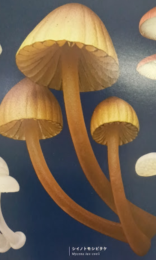 7月扭蛋 發光蘑菇磁鐵