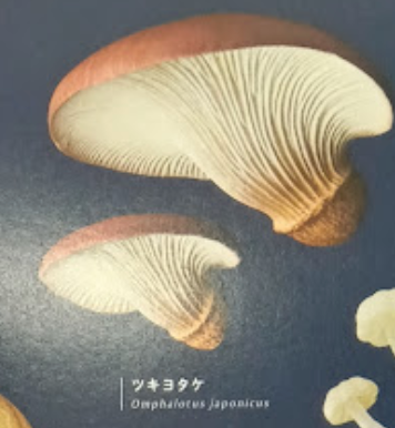 7月扭蛋 發光蘑菇磁鐵