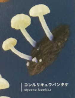 7月扭蛋 發光蘑菇磁鐵