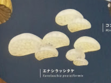 7月扭蛋 發光蘑菇磁鐵
