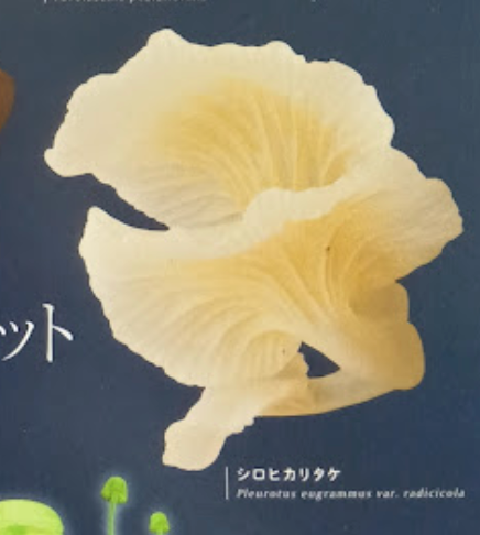 7月扭蛋 發光蘑菇磁鐵