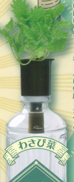 8月扭蛋 瓶子花園~和~