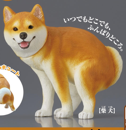 5月扭蛋 狗狗去廁所