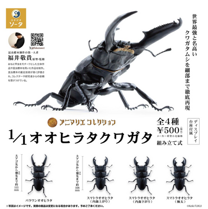 6月扭蛋 巨型牡蠣鍬蟲
