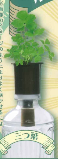 8月扭蛋 瓶子花園～和～